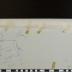 PPM 21982_2;PPM 21982_1